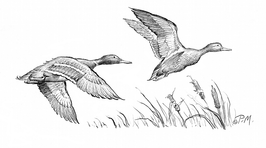Flying Mallards