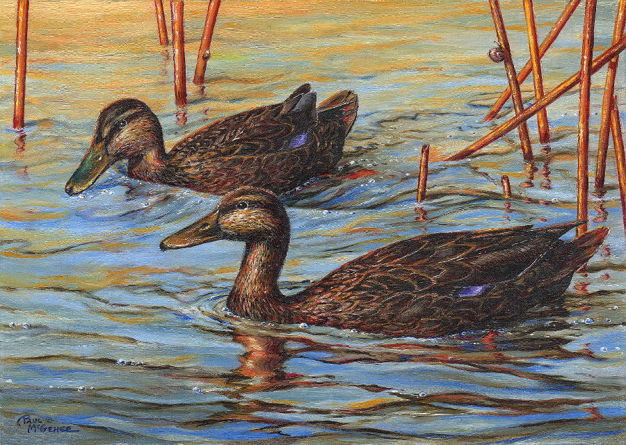 Black Ducks Swimming (Paul McGehee)